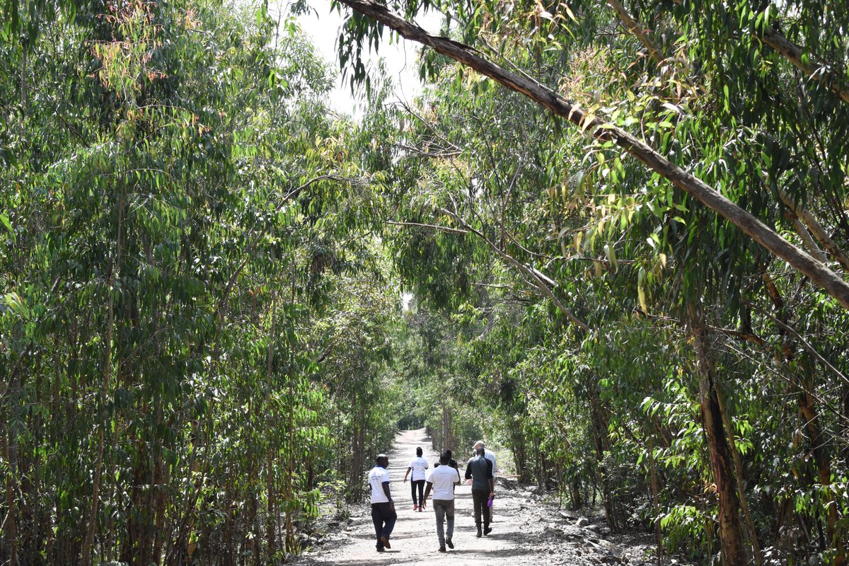 LetsGoTravelKE's tweet photo. When was the last time you went for a nature walk within the city? We visited Ngong Road Forest Sanctuary where we had a healthy #SustainableTuesday meeting &amp; also learned more &amp; appreciated such a lovely green space in our city. 
#LetsgotravelKe #Tourism4sdgs https://t.co/VvAgtvqprl