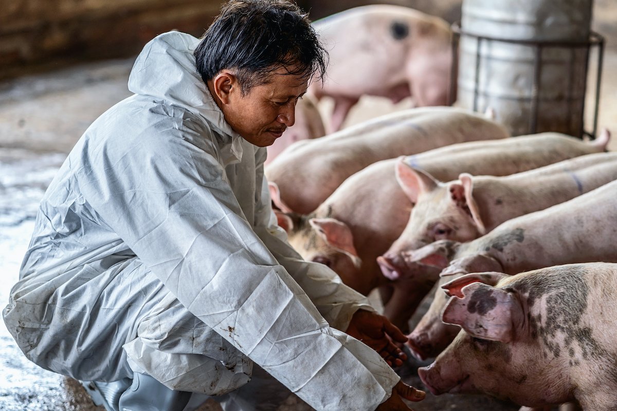 #AfricanSwineFever. took a devastating toll on pig farmers in Laos 🇱 🇦. 
