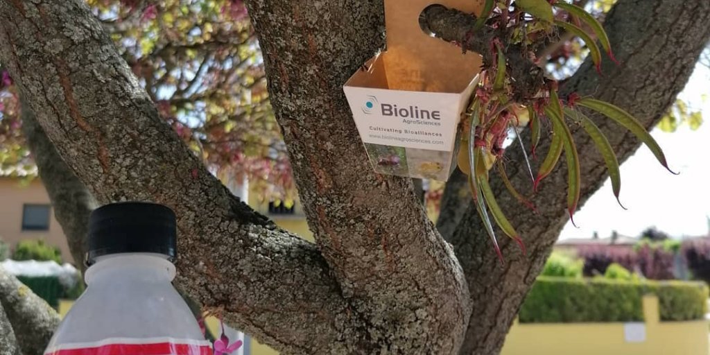 senplag's tweet photo. El Control Biològic consisteix en alliberar enemics naturals amb l’objectiu de controlar els organismes plagues.  És una alternativa als tractaments convencionals. Prioritzem sempre el Control Biològic per minimitzar l’impacte ambiental. 
#senplag #controlbiologic #gip https://t.co/jqD6nZroZn