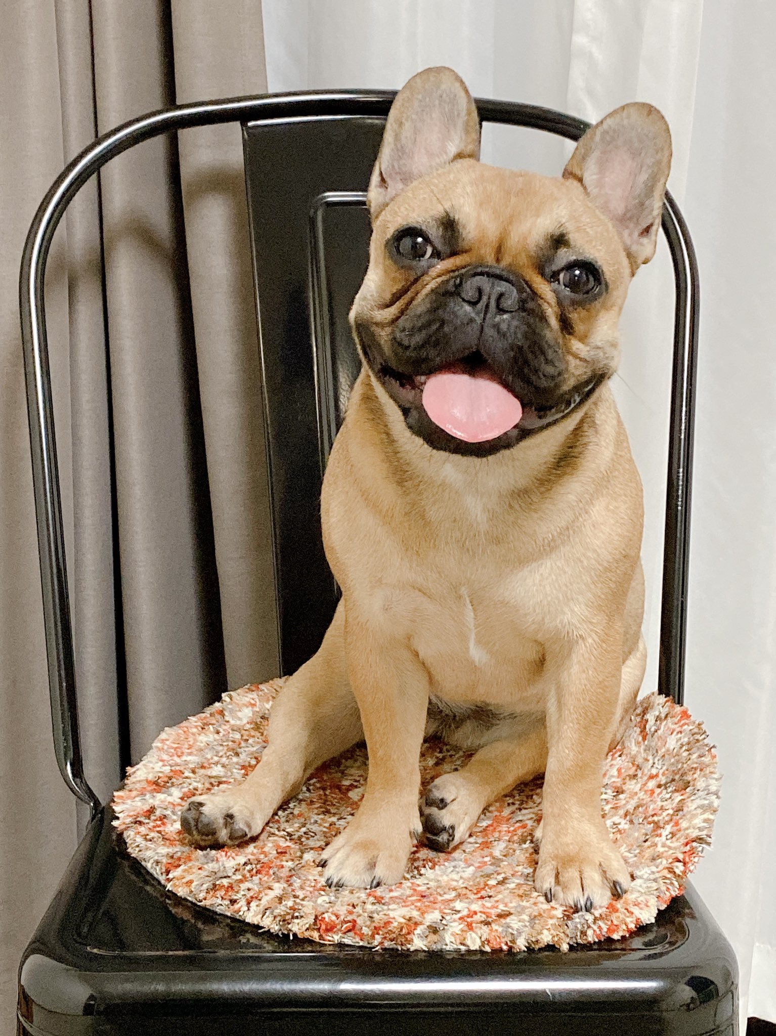 フレブルのこなつちゃん 生後10ヶ月 若さ溢れる笑顔 可愛いやつ撮れた 2枚目は気持ちのない笑顔だな 笑 今日のこなつ フレンチブルドッグ フレンチブルドッグのいる生活 フレブル フレブル10ヶ月 フレブル好きと繋がりたい 弾けるような