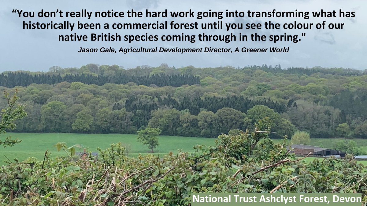 AGreenerWorldUK's tweet photo. Our Agricultural Development Director, Jason Gale, was looking across at Ashclyst Forest on the @nationalTrust Killerton Estate in #Devon, which is grazed by Amelia & Jason Greenway of Springwater Farm...
Read more👇 https://t.co/2MBuoWN3Dk #forest #conservation #KillertonEstate https://t.co/olP3KsXzjv