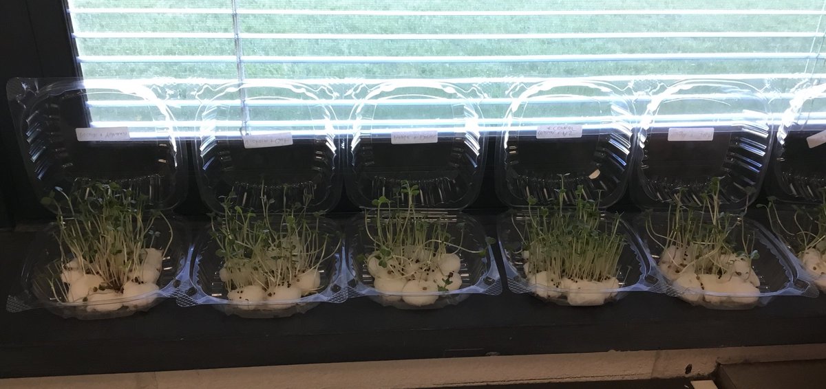 😲 WOW! Our plants have really grown! 🌱 We have been measuring them, and some sprouts are 3 1/2 inches already! ⁦<a href="/FlemRarSchools/">FlemRarSchools</a>⁩ ⁦<a href="/CopperHillES/">Copper Hill</a>⁩