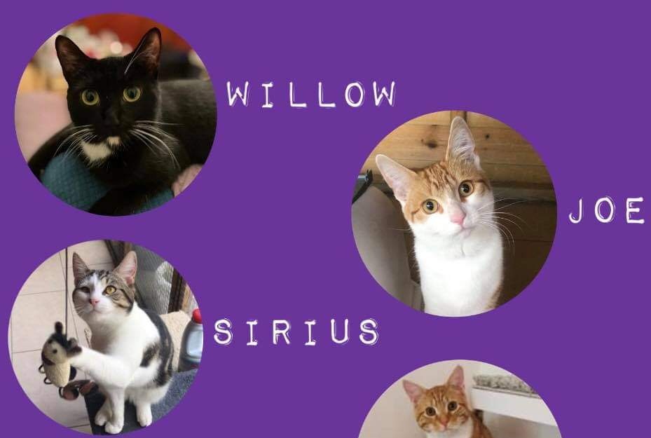 Willow, Joe and Sirius are all looking for their forever home. They are all under 2 and looking for homes with a playmate. Further info about each cat can be found on our page on cat chat #AdoptDontShop #youngcats