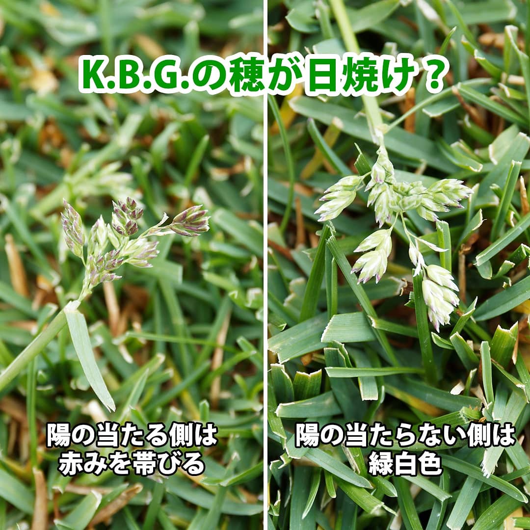 那須ナーセリー 芝生専門会社 A Twitter Instagramに写真を投稿しました 昨日に続き ケンタッキーブルーグラス 商品名 ビバターフ の出穂について 色味の違い等について考察しています 長文ですが 興味のある方は是非 他 見頃のフジを Instagram 那須ナーセリー 芝生専門会社 A Twitter Instagramに写真を投稿しました 昨日に続き ケンタッキーブルーグラス 商品名 ビバターフ の出穂について 色味の違い等について考察しています 長文ですが 興味のある方は是非 他 見頃のフジを Instagram