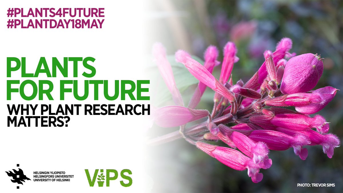 It's #PlantDay18May! #Plants are beautiful and important. They make up 80% of the #food we eat and produce 98% of the #oxygen we breathe. Plant science is critical to us now and in the future.🍀#Plants4Future #ViikkiCampus #ThrivingNature #mmtdk #bytdk 👉www2.helsinki.fi/en/news/scienc…