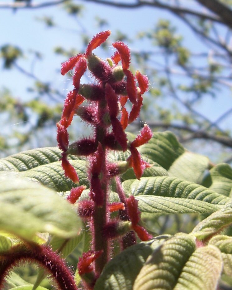 Nick Akers 鬼胡桃の花が一個一個くるみに変身していく Juglans Mandshurica Those Manchurian Walnut Flower Clusters Are Now Tiny Walnut Clusters Nick Akers 鬼胡桃の花が一個一個くるみに変身していく Juglans Mandshurica Those Manchurian Walnut Flower Clusters Are Now Tiny Walnut Clusters