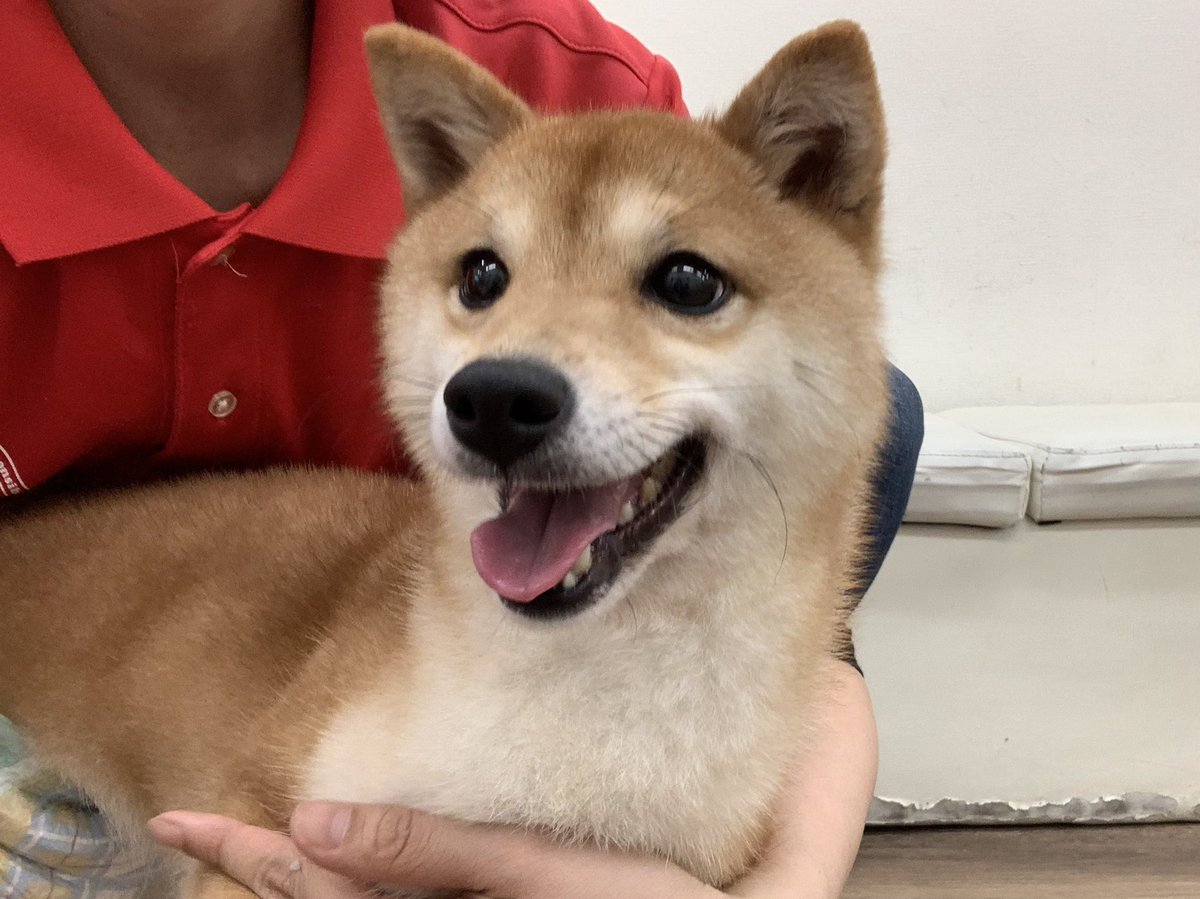柴犬女の子 柴犬女の子