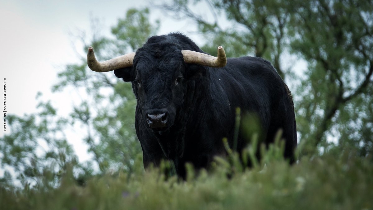 camino_toro's tweet photo. En breve volvemos a Ganadería “Jose Enrique Fraile de Valdefresno” finca Valdefresno. 
Visitas únicas Salamanca a un paso. 
#turismo #visitasguiadas #atanasio #trapio #tradiciónganadera #tauromaquia #historia #toros
@mariafraaile @JEnriqueValdefr https://t.co/Io62Poorrs