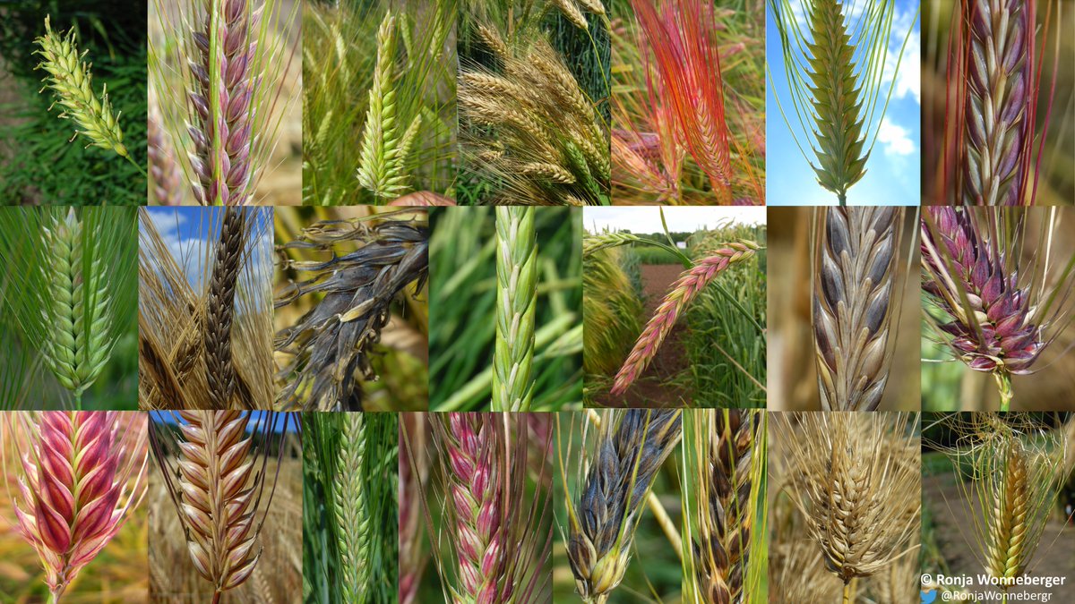 Happy Fascination of Plants Day! Now if this diversity in barley isn't fascinating then I don't know what is. #fascinationofplantsday #fascinationofplants #barley #hordeum #geneticdiversity #genebank #geneticresources #plantscience #plantday