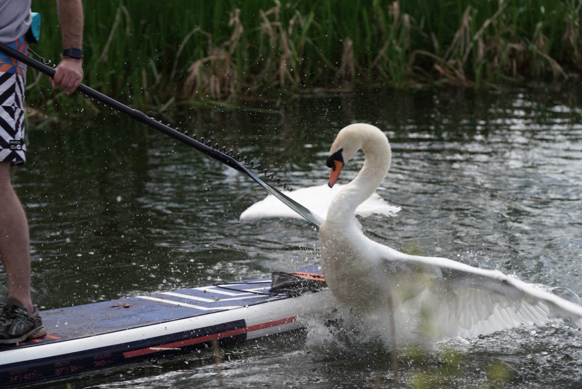 Yesterday a merry band set off on a mission to paddle the full length of the Basingstoke canal. 

There were swans, there was hail, there was water. A lot of water. That was just day Day 1.

Day 2 is today. It's all for #MensHealth. For more and to donate: bit.ly/2S04dsc