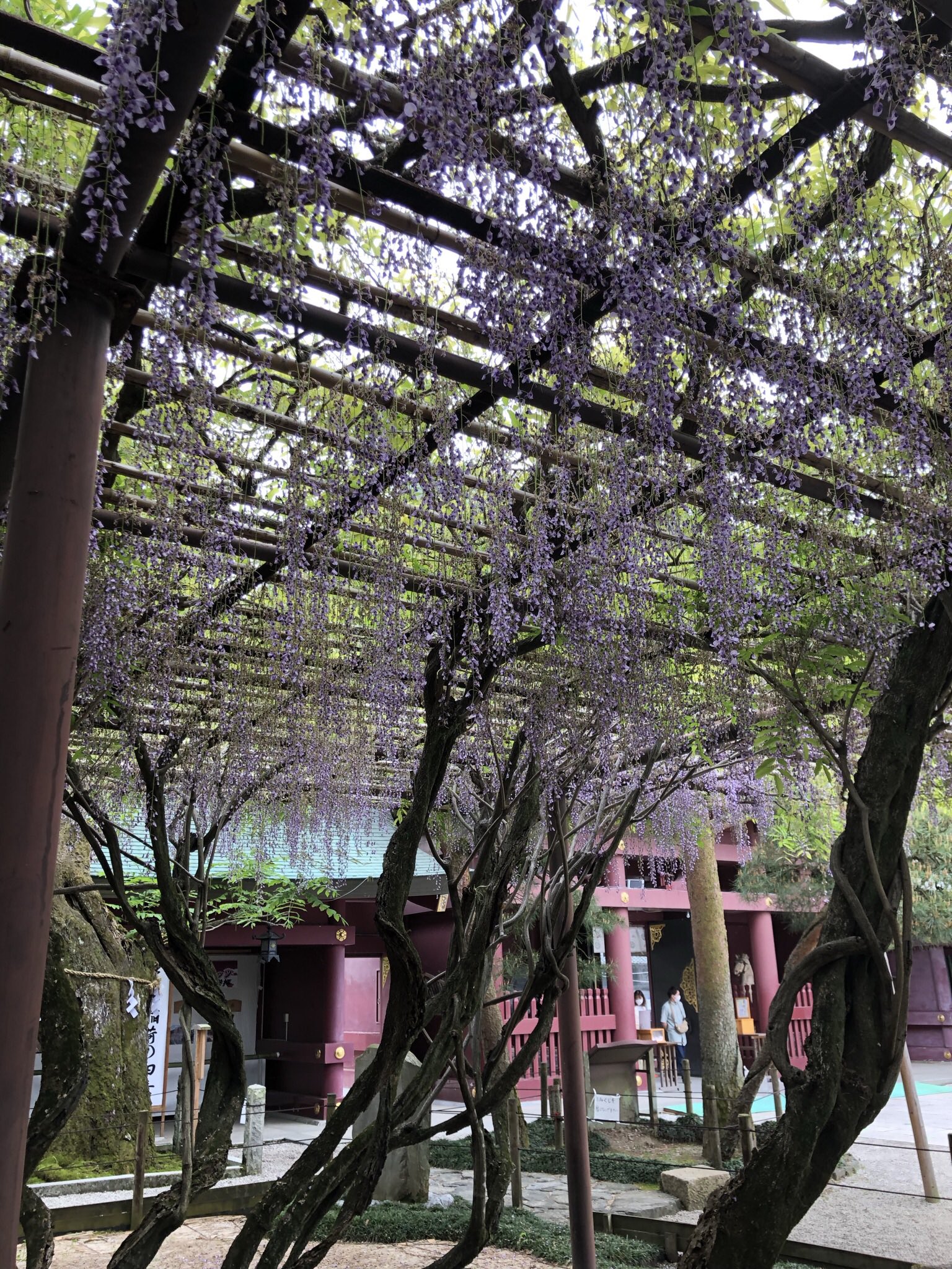 Loveちゃん 365日スイーツlove 久しぶりの笠間稲荷神社 藤の花が綺麗でした 笠間 笠間稲荷神社 稲荷神社 門前通り インスタ映え 晴天 藤の花 花 ドライブ 神社 神社仏閣 T Co Psx80okecl Twitter