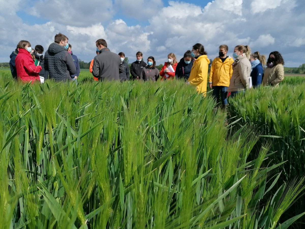 CarreFerme's tweet photo. Aujourd'hui nous accueillons une promo @ISA_Lille pour la présentation des travaux #FermePilote et un exercice notation #stades et #maladies sur #escourgeon
#CeuxQuiFontLesEssais #Semainedelagri #SurLeTerrain https://t.co/IqLQa8uY3i