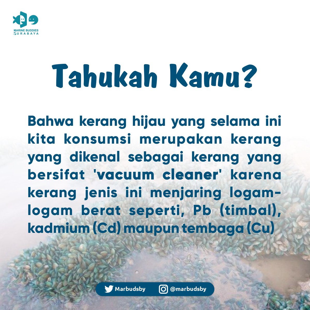 Marine Buddies Sby tweet media