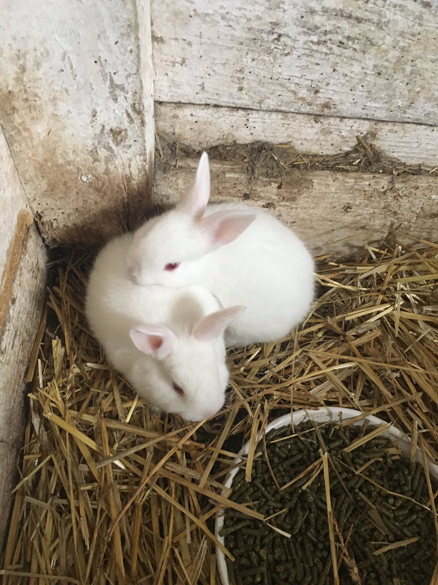 ThecodeSeller's tweet image. I have Been At a farm With My school and took These cute Pics