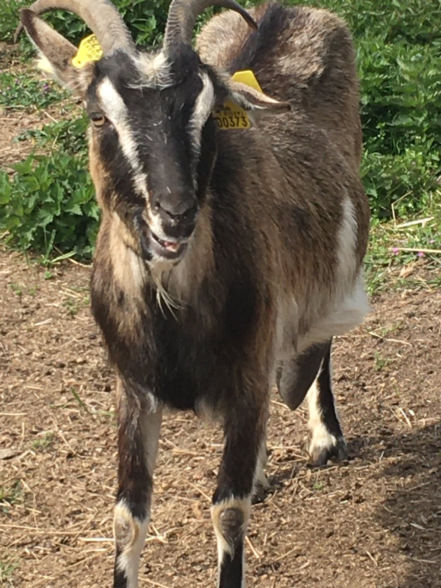 ThecodeSeller's tweet image. I have Been At a farm With My school and took These cute Pics