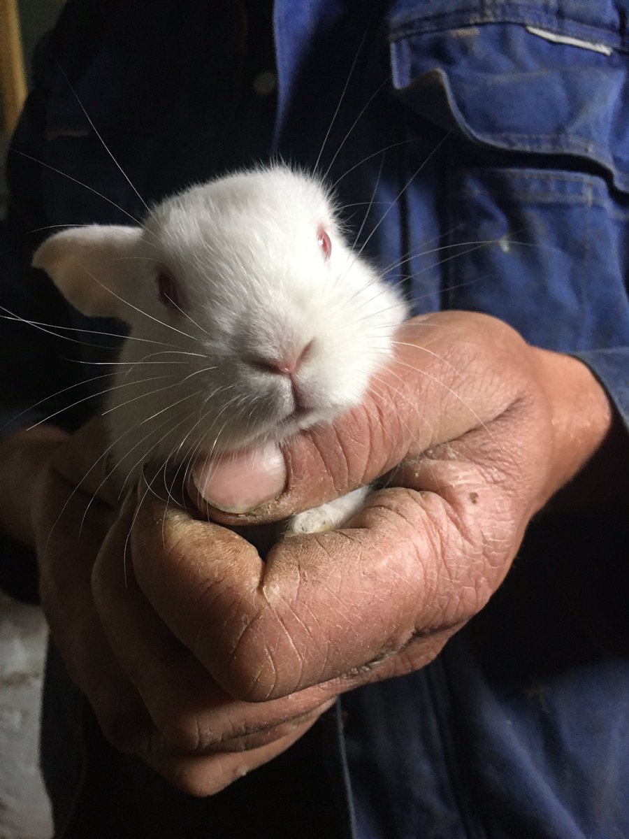 ThecodeSeller's tweet image. I have Been At a farm With My school and took These cute Pics