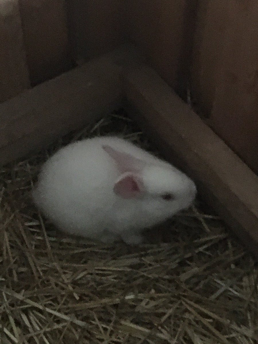 ThecodeSeller's tweet image. I have Been At a farm With My school and took These cute Pics