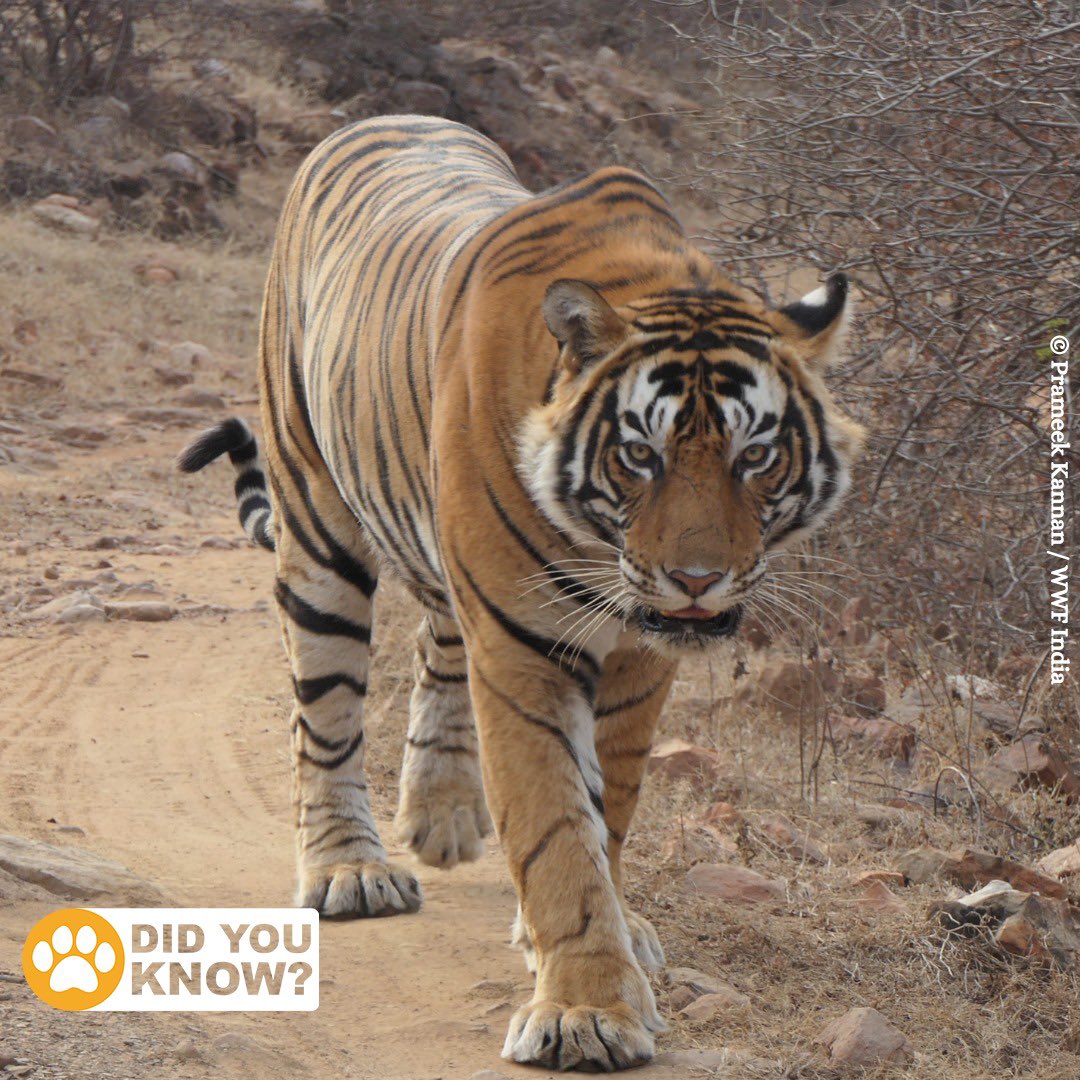 WWF-India on Twitter: WWF-India on Twitter: