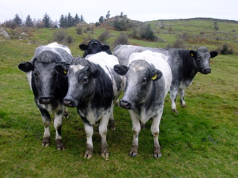 RBSTrarebreeds's tweet photo. Albions: Originally known as “Bakewell Blues” or “Blue Albions”, the breed was said to be a cross between the Welsh Black and the White Dairy Shorthorn. In recent years the ‘blue’ was dropped to better reflect the variety of colours. #gonative #heritagebreedsweek https://t.co/awWidv4Ajl