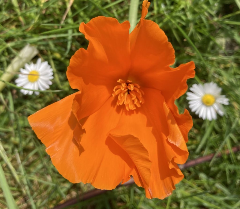 🧡First Californian Orange Poppy to bloom. Framed by the Daisies 🧡 

#nannysgardenworld 

#orangepoppy #orangepoppies
#californianpoppy #orangeflower #flowersforbees #flowers #garden #flowersforpollinators