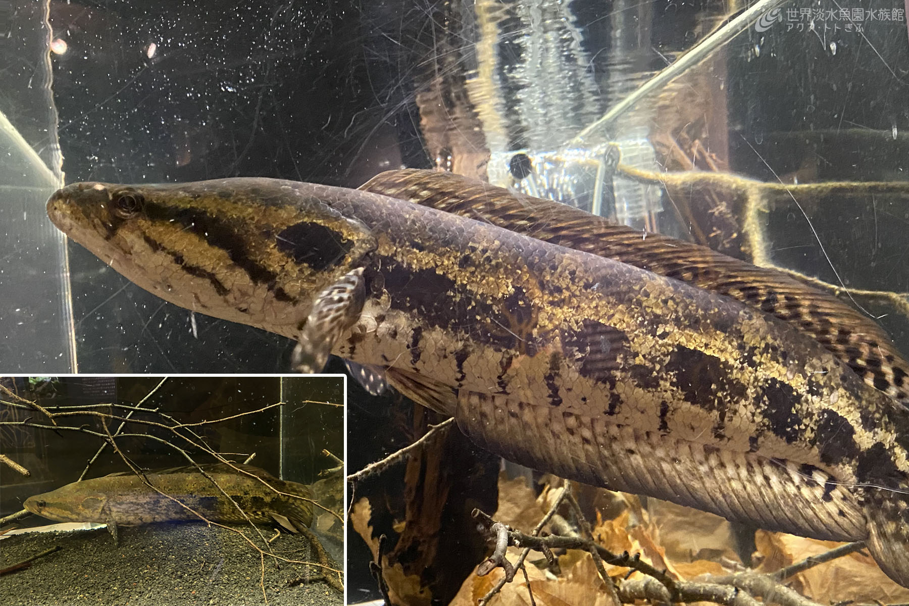 世界淡水魚園水族館 アクア・トト ぎふ on X: 
