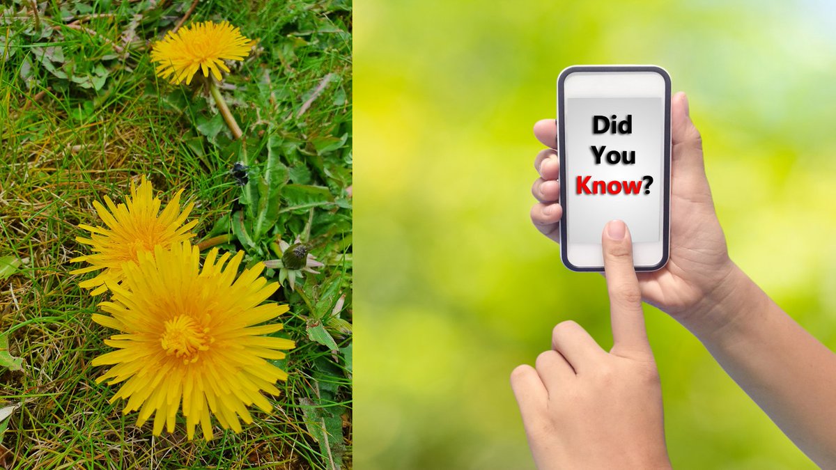 Dandelions - we have loads! 
- Dandelions provide nectar and pollen (the first food source for bees in Spring
- The dandelion flower opens to greet the morning and closes in the evening to go to sleep.
- Every part of the dandelion is useful: root, leaves, flower.