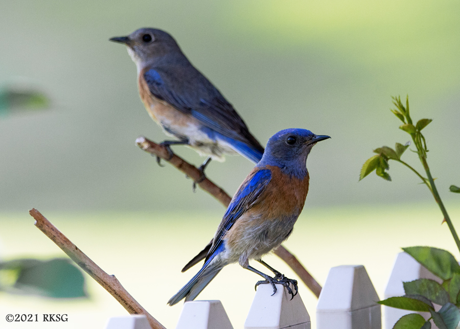 Who's this guy?

The Widow Bluebird has found another fella. He doesn't  get the feeding-chicks thing yet, but he's smitten, following Mama around, twittering and trilling. Let's hope it's love. 🤞🕊️💙
#WesternBluebird #mama #stepdad #nesting #chicks #backyardbirds #birds #love
