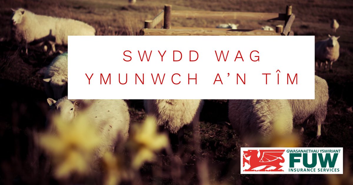 Swyddog Cyfrif Yswiriant yn swyddfa Llanrwst. Pa un ai ydych chi’n berson sydd â phrofiad o yswiriant neu rywun sy’n chwilio am her newydd mewn maes newydd, rydym am glywed wrthych chi. ow.ly/8Erz50EMukn
