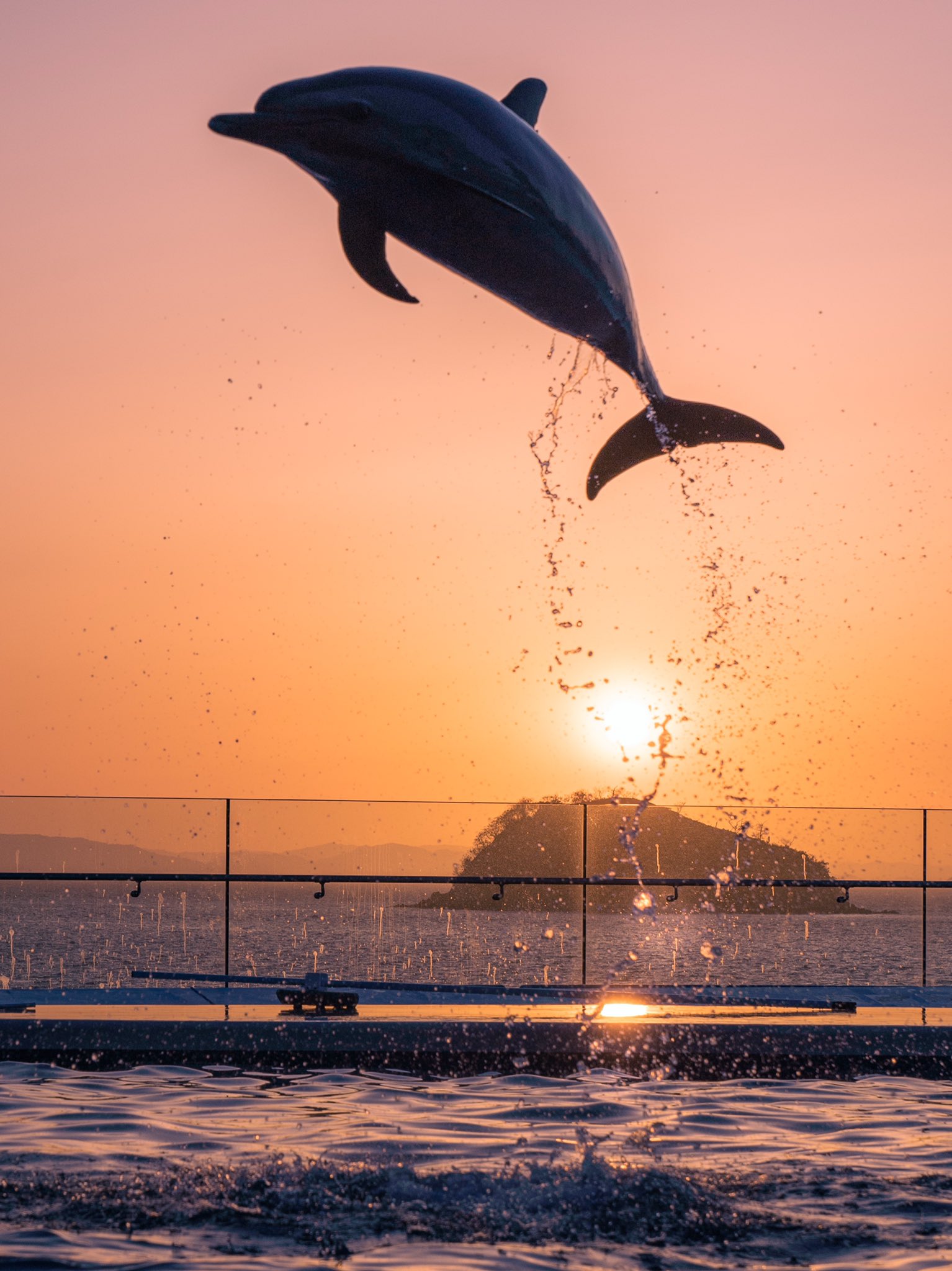 三谷ユカリ 四国水族館のイルカショーが最高でした T Co Kw73hu5qcf Twitter