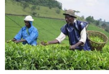 daphinemary5's tweet photo. @GovUganda through @MAAIF_Uganda over the past 5yrs has distributed 410.737.788 tea seedlings in 21 tea growing districts. These efforts have increased tea prodn by 5%from 67.000MT in the FY 2015/16 to 70.338 MT in FY 2019/20 #AgricSectorUg #Govatwork @narouganda @naads_ug @Tybis https://t.co/SlbJNn2MwH