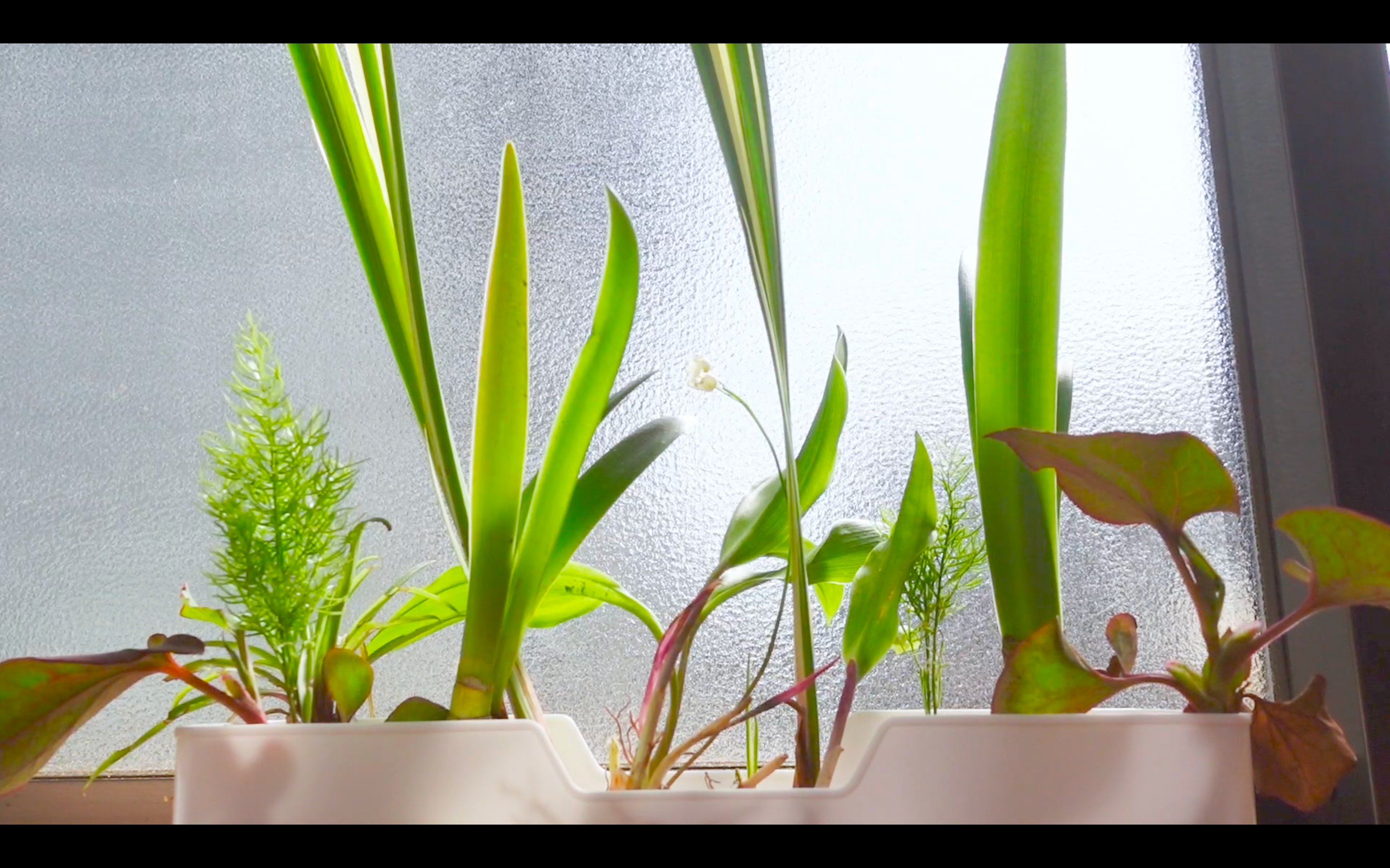 筧田 かけひだ 雨模様ですが 水耕栽培 をエンジョイ中 購入したのは 伝農アシスト Dennouassist さんの おうちde育てる ペットボトル水栽培 育てる植物は えごま スィートバジル ルッコラ ミニトマト ベビーリーフ