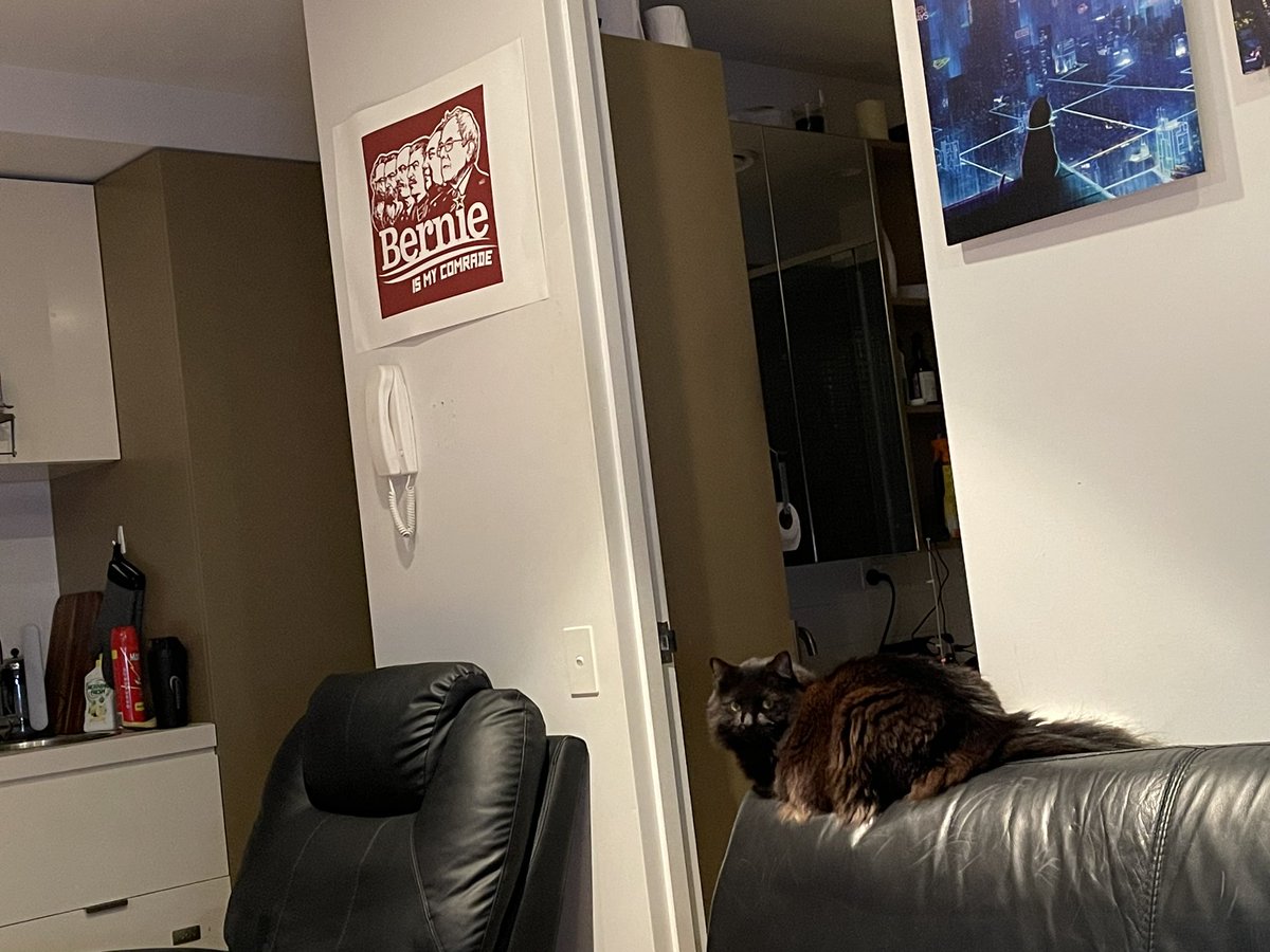 Alex_Waters2050's tweet photo. #DailyFelix doing tactical manoeuvres, very disrespectfully facing his ass towards the only human in the room https://t.co/AVjnat9PE6