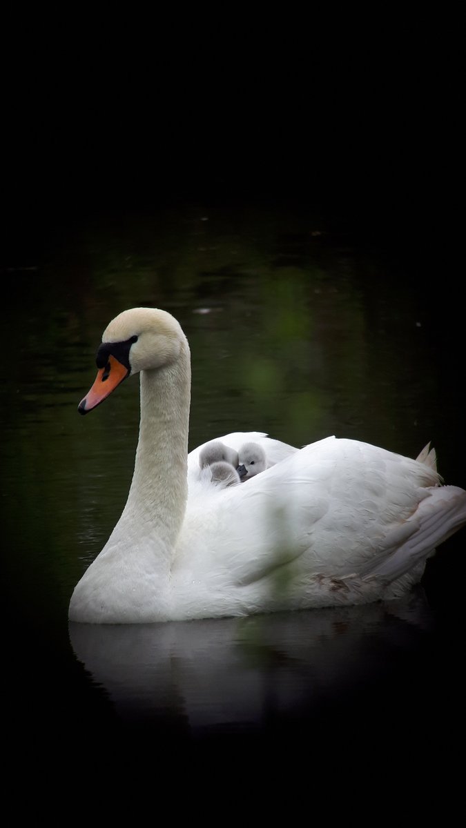 Beale Wildlife Park tweet media