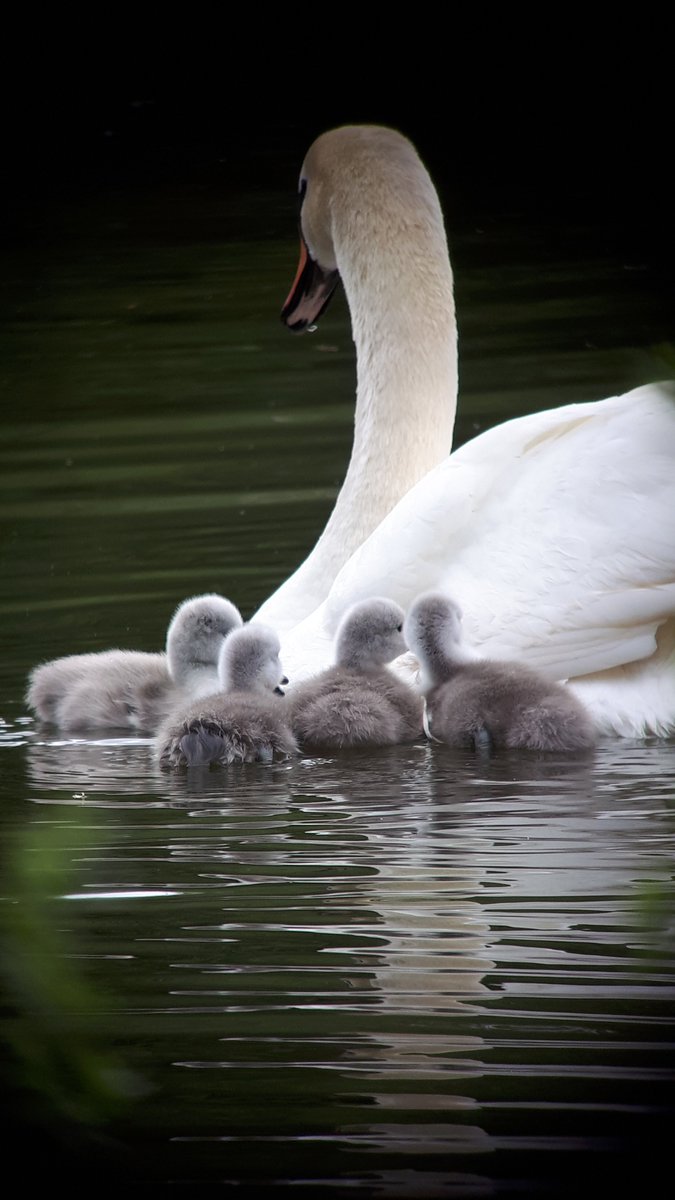 Beale Wildlife Park tweet media