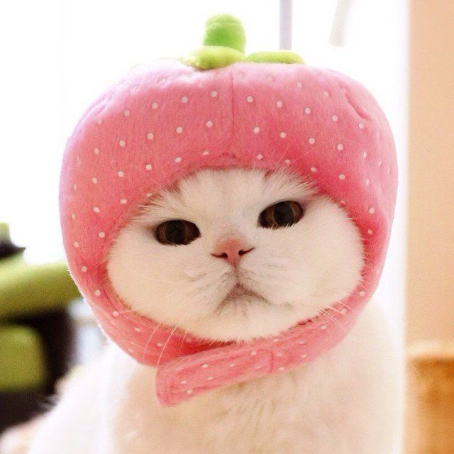 Strawberry Cat 🍓✨

#pixelart #pixelartist