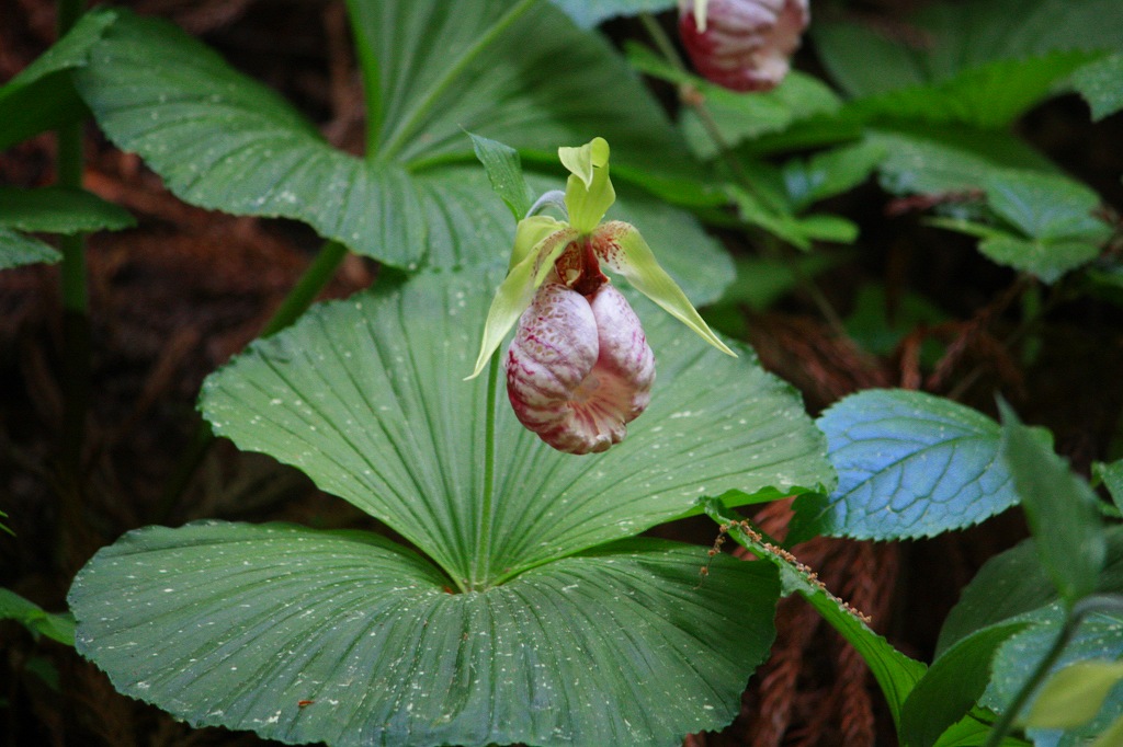 クマガイソウの里 Cerca Al Twitter