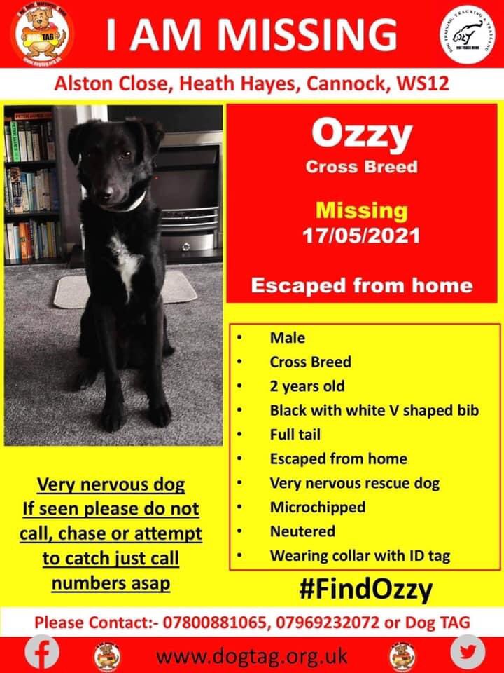 missingdogs155's tweet photo. ‼️‼️If seen please do not call, chase or attempt to catch. Note time, location and direction travelling and call numbers ASAP‼️‼️
#FindOzzy
Ozzy is a very nervous rescue dog who escaped from home at Alston Close, Heath Hayes, Cannock, WS12 on 17/05/2021.
There have been lots https://t.co/523o10j2tC