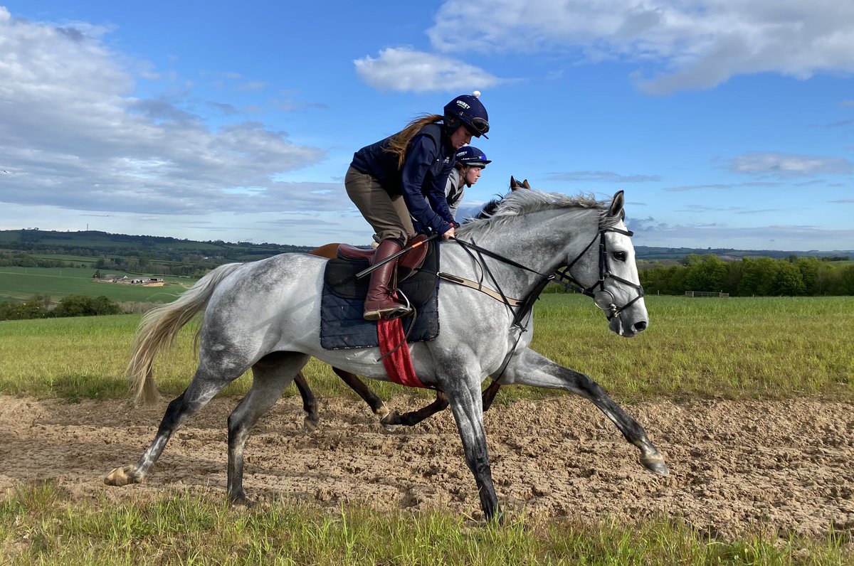 Coral giving Teqany a run for his money in the ‘handsome grey’ category
