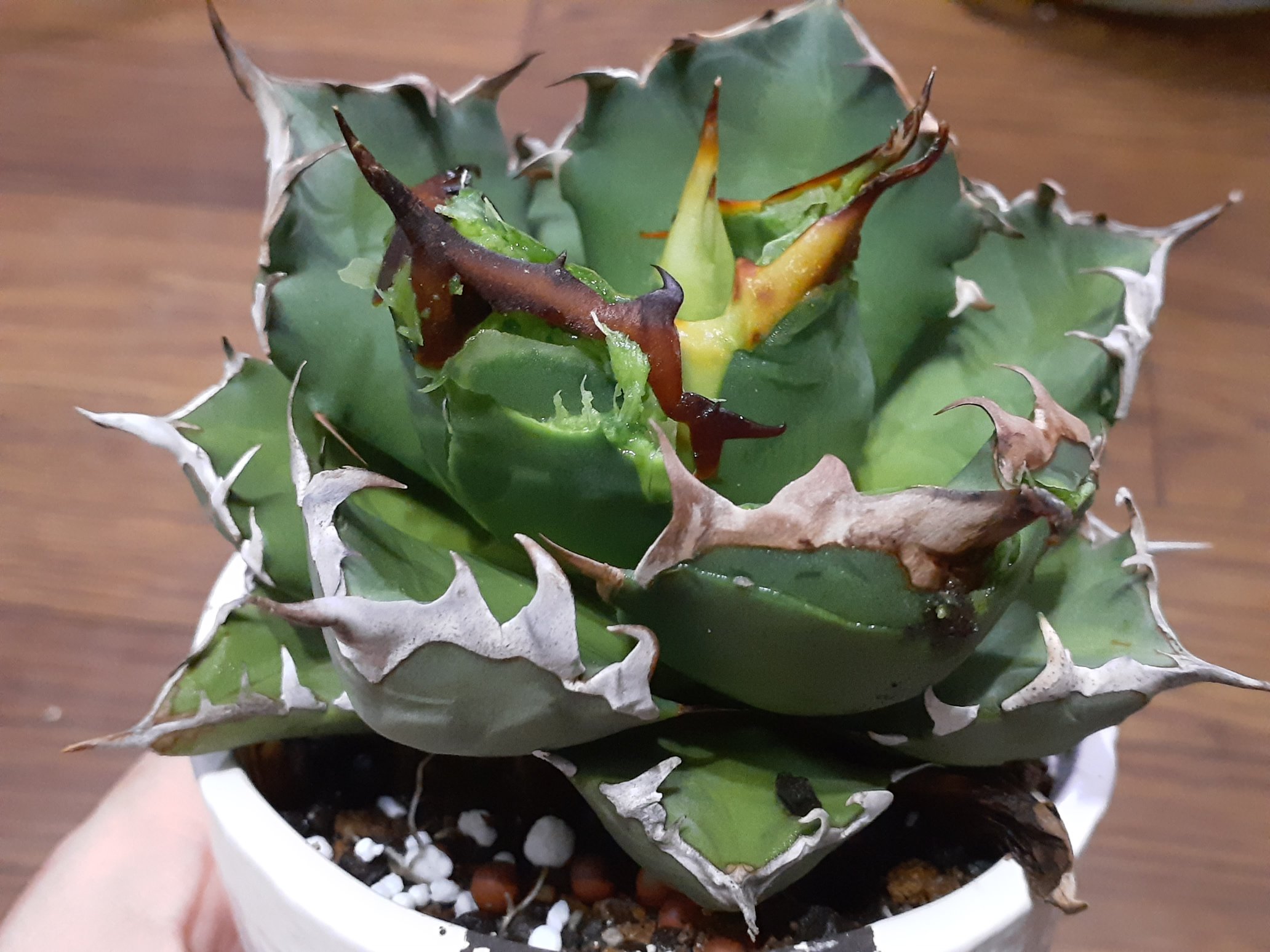 アガベ チタノタ 仁王冠 白鯨 姫厳龍