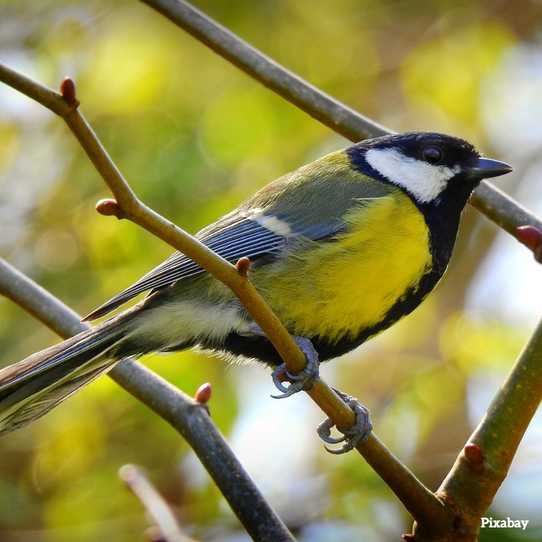 seed_ball's tweet photo. The Great Tit, a small woodland bird with a black cap, has adapted well to becoming a garden visitor and will visit feeders. Have you heard it's distinctive song, likened to a squeaky bicycle pump during the dawn chorus!
#GardenBirds #RSPB #GreatTit #BirdMix #LittleBird https://t.co/Ai0VA0aAyk