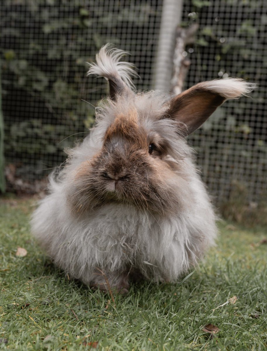 Very sadly we lost 2 of our sanctuary Fluffs recently 😢 binky free Princess Pixie and ‘Big G’ Gandalf, it was a privilege to have known and loved you 🌈🐰💕