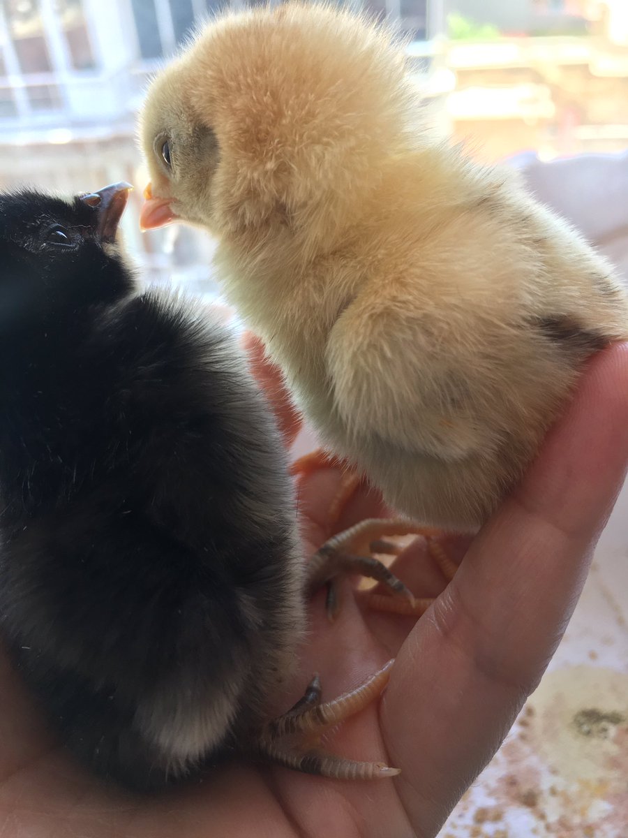 Tlaylay5's tweet photo. Bu bebekler 2 günlük 😍 https://t.co/MIlHgaUpnM