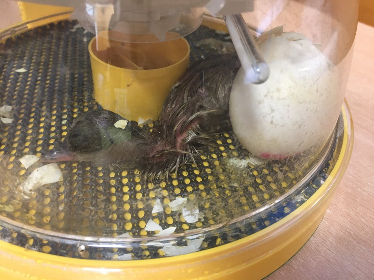 Key stage one are proud parents to 5 little ducklings! They arrived as eggs yesterday afternoon and they have now all hatched. Keep an eye out for some duckdates this week! Do we have any suggestions for names? 🦆