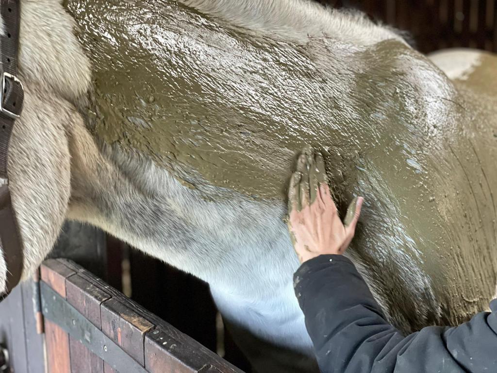 #FREE Online Bitesize CPD An Introduction to Algotherapy with Jennifer Postollec iaat.org.uk/cpd/250/introd…
#iaatmember #animaltherapy #HorseRacing #Horses