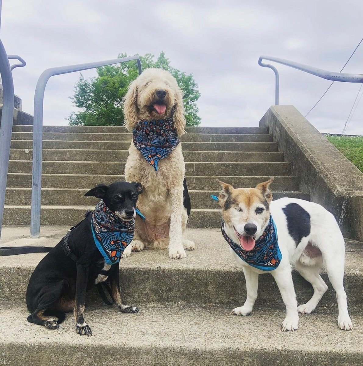Peace, Love + Pups!

Shout out to all our four legged guests over the years 

📸 @rosebud_the_doodlebud and his buddies in our Two Old Hippies bandanas