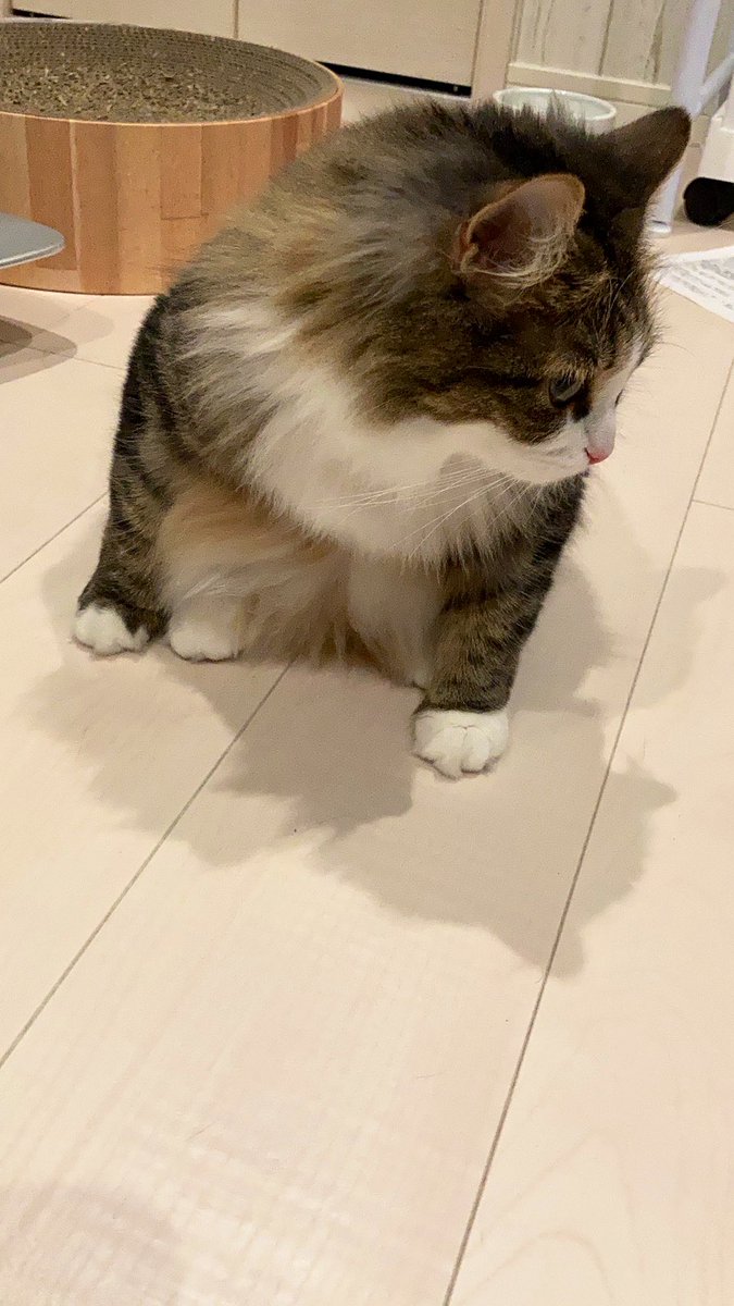 答え 現金 コットン サイベリア 猫 - whipplecompanystore.org