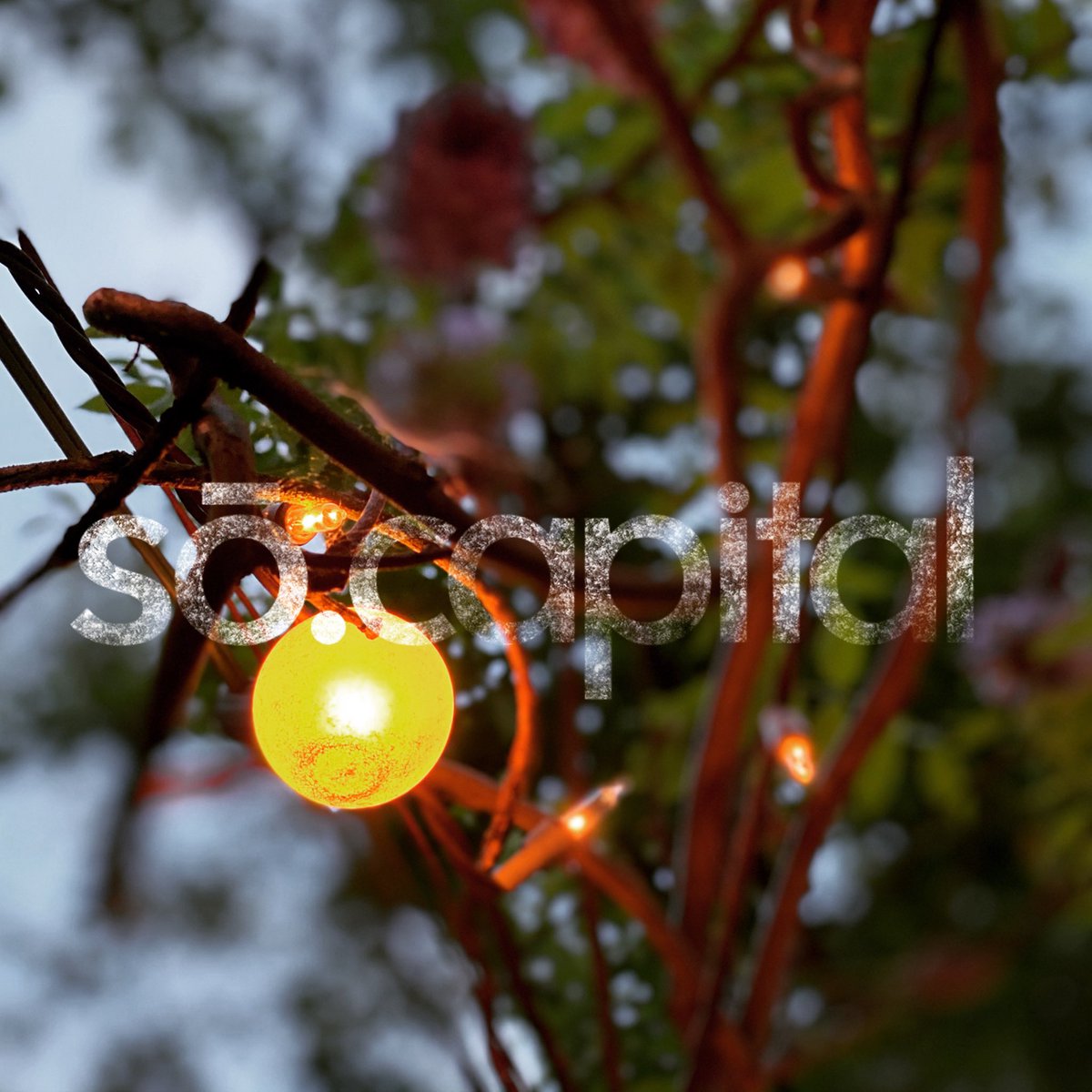 #wisteria + #light + #whimsy = #capital = #socapital