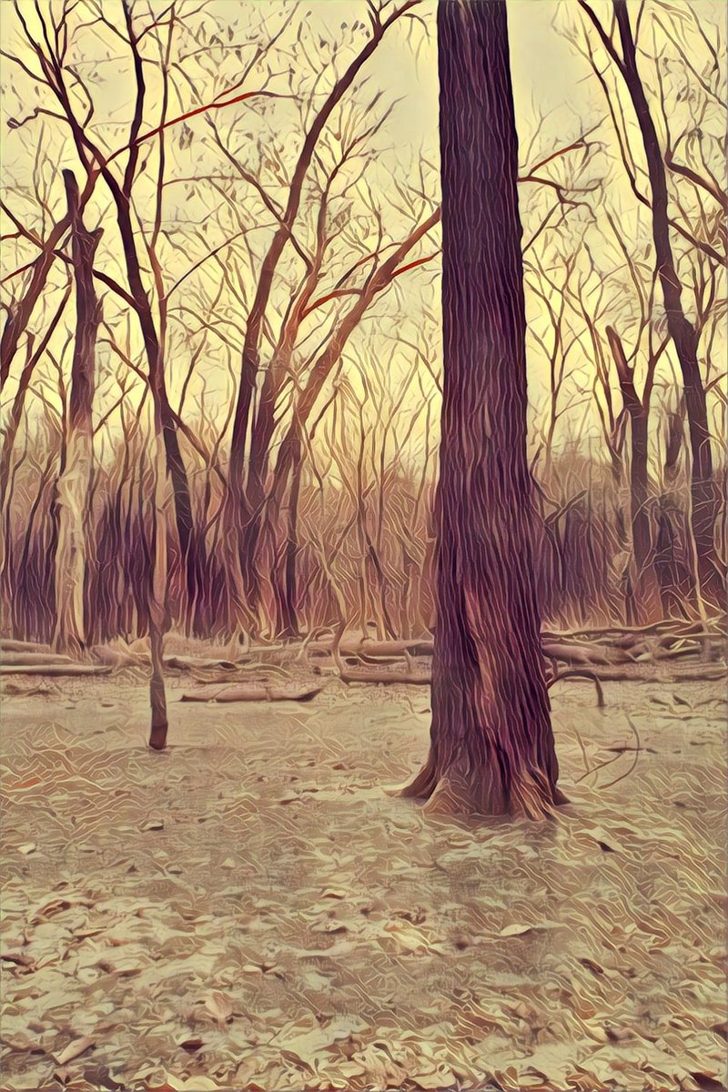 vintiga's tweet photo. Winter Forrest

#WinterForrest #Winter #Winter2020 #Forrest #StLouisCountPark #CountPark #Outside #WalkAbout #Art #Photography #Colorful #Prisma #PrismaEdit #PrismaRemix #PrismaAI #AI https://t.co/EJwPyDa5Pk