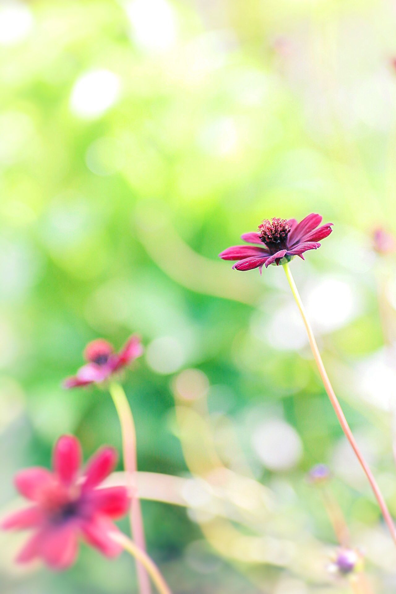 お庭の花 Twitter Search Twitter
