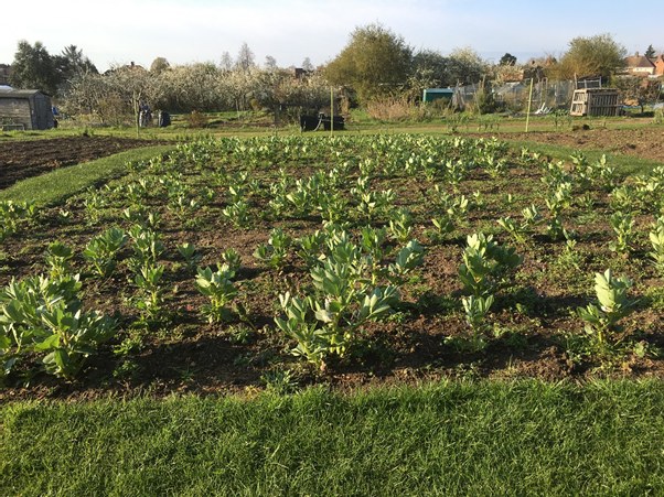EnterprisesHope's tweet photo. Read the new blog by our gardener Joe on the HE website: https://t.co/LRa4FFZ5cg
Are you inspired? We always welcome volunteers - contact us on 01604 214300
#communitygrowing #allotments #charitygardens #urbangrowing #growing #communityfarms #communitygardens #Northampton https://t.co/UN2pff6Lxv